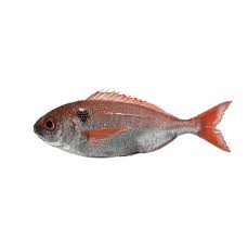 Image result for Pagellus bogaraveo