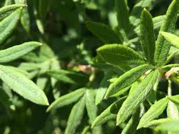 Attēlu rezultāti vaicājumam “Pentaphylloides fruticosa leaf”