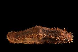 Image result for Cucumaria frondosa