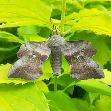 Attēlu rezultāti vaicājumam “Laothoe populi”