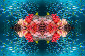 Attēlu rezultāti vaicājumam “Jalla dumosa imago”