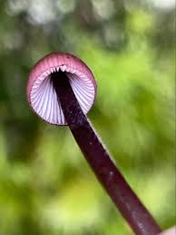 Attēlu rezultāti vaicājumam “Mycena purpureofusca”