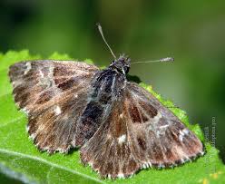 Attēlu rezultāti vaicājumam “Carcharodus floccifera”