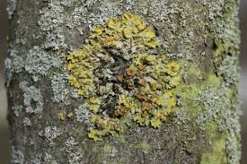 Attēlu rezultāti vaicājumam “Xanthoria parietina”