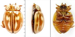 Attēlu rezultāti vaicājumam “Myzia oblongoguttata”