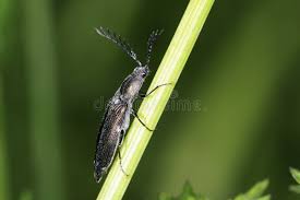 Attēlu rezultāti vaicājumam “Ctenicera pectinicornis male”