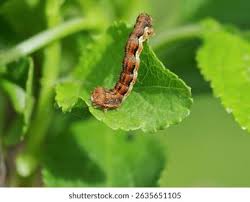 Attēlu rezultāti vaicājumam “Erannis defoliaria larva”