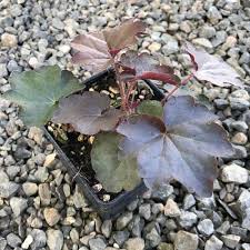 Image result for HEUCHERA americana 'Palace Purple Auslese'