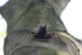 Attēlu rezultāti vaicājumam “Dryocopus martius”