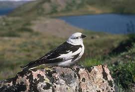 Attēlu rezultāti vaicājumam “Plectrophenax nivalis adult”