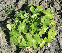 Attēlu rezultāti vaicājumam “Ranunculus sceleratus”