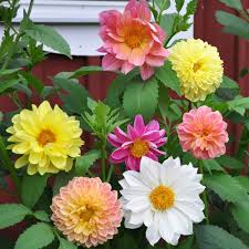 Image result for Dahlia x pinnata `Redskin`