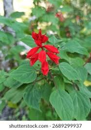 Attēlu rezultāti vaicājumam “Lobeliaceae”