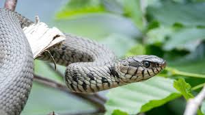 Image result for Ringelnatter