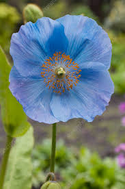 Image result for Meconopsis betonicifolia