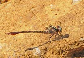Attēlu rezultāti vaicājumam “Gomphidae”
