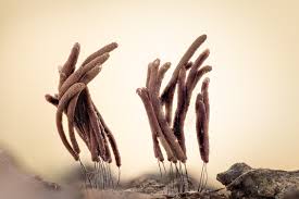 Attēlu rezultāti vaicājumam “Stemonitis fusca young”