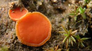 Attēlu rezultāti vaicājumam “Octospora humosa”