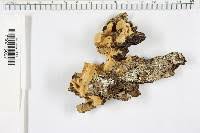 Attēlu rezultāti vaicājumam “Antrodia malicola”