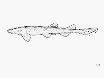 Image result for Haploblepharus edwardsii