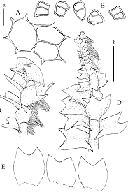 Attēlu rezultāti vaicājumam “Lophozia excisa”