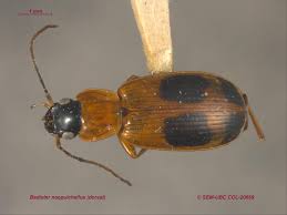 Attēlu rezultāti vaicājumam “Badister bullatus”