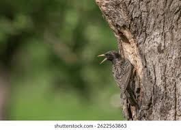 Attēlu rezultāti vaicājumam “Sturnus vulgaris nest”