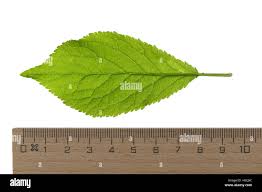 Attēlu rezultāti vaicājumam “Prunus domestica subsp. domestica leaf”