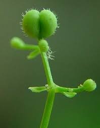 Attēlu rezultāti vaicājumam “Galium triflorum fruit”
