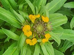 Attēlu rezultāti vaicājumam “Erysimum cheiranthoides leaf”