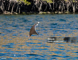 Image result for Mobula munkiana