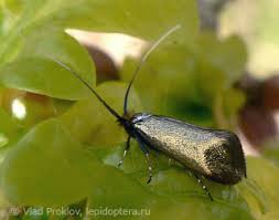 Attēlu rezultāti vaicājumam “Adelidae”