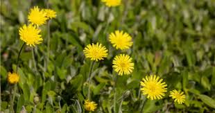 Image result for Hieracium pilosella