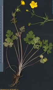 Attēlu rezultāti vaicājumam “Ranunculus bulbosus”