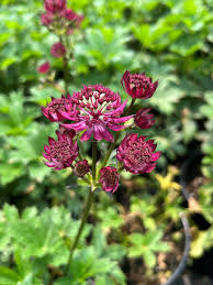 Attēlu rezultāti vaicājumam “Astrantia major flower”