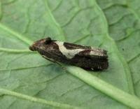 Attēlu rezultāti vaicājumam “Epiblema foenella”