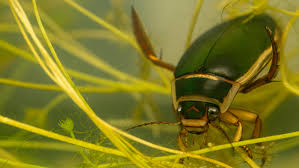 Attēlu rezultāti vaicājumam “Dytiscus marginalis”