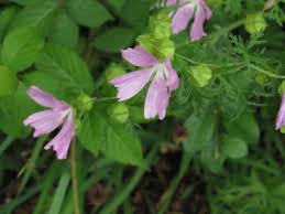 Attēlu rezultāti vaicājumam “Malva moschata bud”