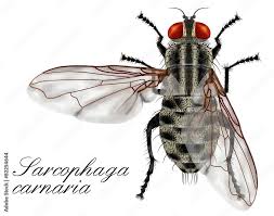 Attēlu rezultāti vaicājumam “Sarcophaga carnaria”