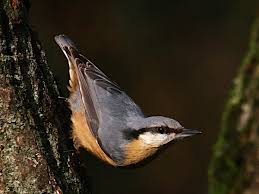 Attēlu rezultāti vaicājumam “Sitta europaea male”