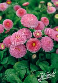 Image result for Bellis perennis