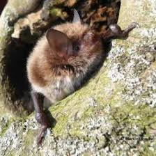 Attēlu rezultāti vaicājumam “Myotis daubentonii”