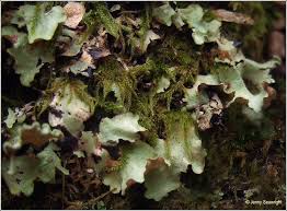 Attēlu rezultāti vaicājumam “Cetrelia sp.”