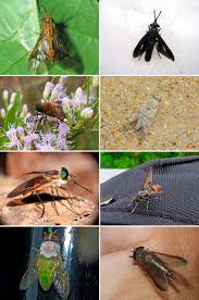 Attēlu rezultāti vaicājumam “Tabanidae”