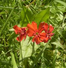 Attēlu rezultāti vaicājumam “Silene chalcedonica flower”