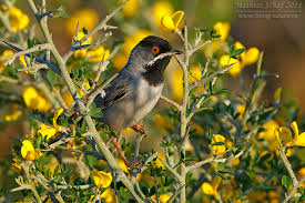 Image result for Sylvia rueppelli