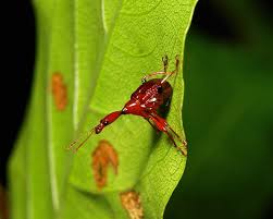 Attēlu rezultāti vaicājumam “Attelabidae”