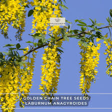 Image result for Laburnum anagyroides