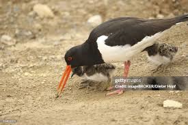 Attēlu rezultāti vaicājumam “Haematopus ostralegus adult”