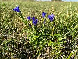 Attēlu rezultāti vaicājumam “Gentiana pneumonanthe leaf”